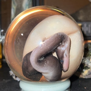 May include: A white snake with black markings is curled up inside a clear glass sphere with a white base.