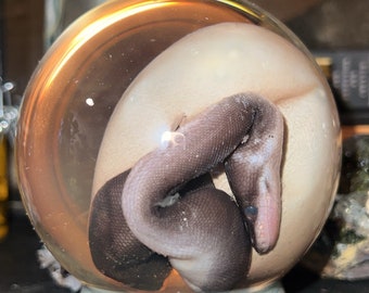 Ball Python Wet Specimen in Egg