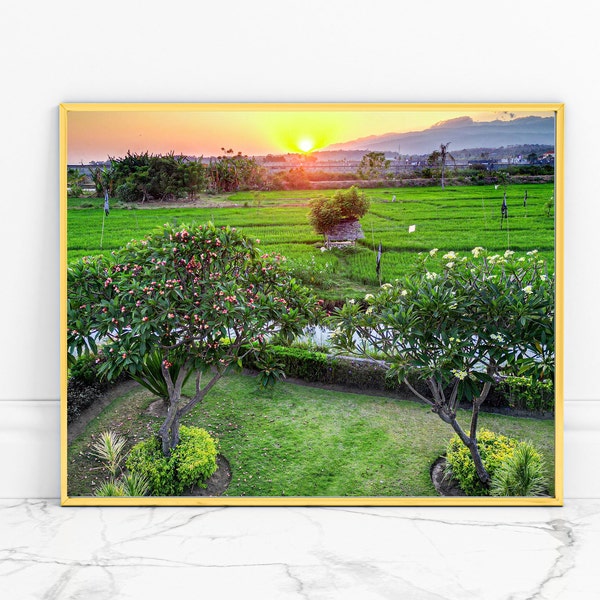 Bali Frangipani bei Sonnenaufgang, Drohnendruck, Indonesien, Asien, Tropen, Drohnenfotografie, Natur, Kunst, Poster, Reisterrassen