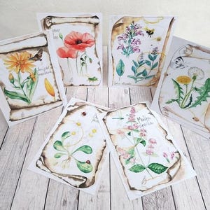 Postkarten Set | 6 Aquarell-Motive von Heilpflanzen | Nachhaltig & Handillustriert | Grußkarte Naturmotive, Kräuter, Blumen, Heilkräuter