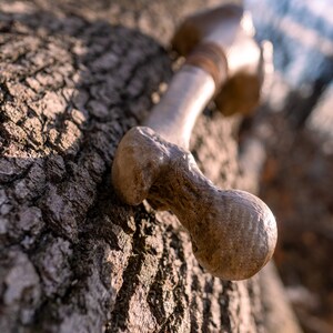 Op de afbeelding: Een close-up van een groot, lichtbruin bot dat op een ruwe, bruine boomschors rust. Het bot heeft een afgerond uiteinde en een getextureerd oppervlak.