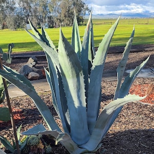 May include: A large, blue-green agave plant with sharp, pointed leaves. The plant is surrounded by dark brown mulch and smaller succulents. The background features a green field, trees, and a cloudy sky.