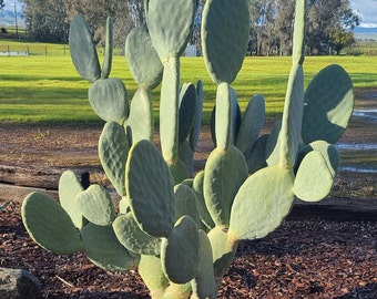 Prickly Pear, Cactus, Nopales PLUS **FREE GIFT**