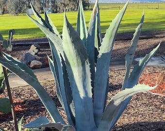 Blue Agave Americana Century Plant - Plus FREE GIFT