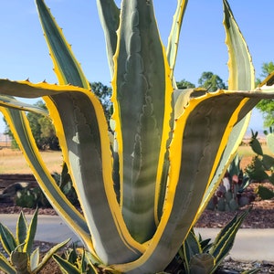 Agave Marginata Century Plant - Plus FREE GIFT