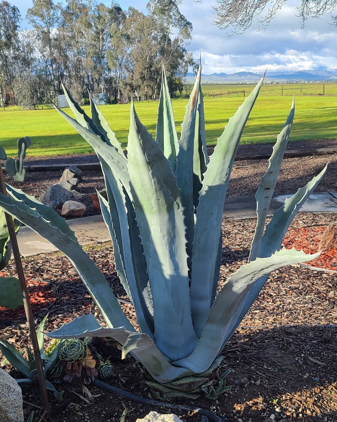 Blue Agave Americana Century Plant Plus FREE GIFT Etsy