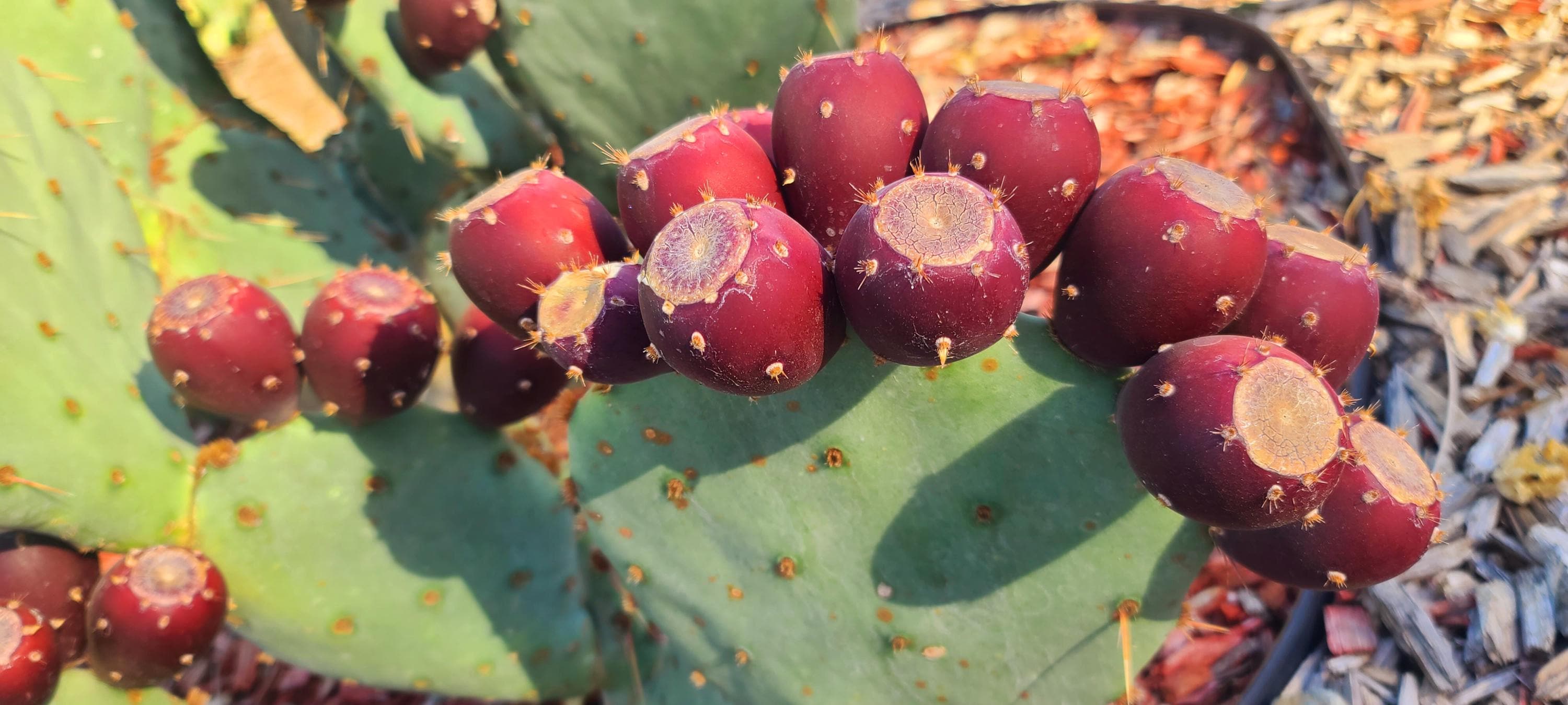Opuntia Prickly Pear Cactus Paddle Cutting: Juice & Jelly Variety - Etsy