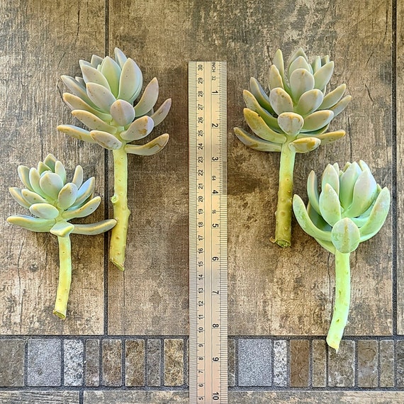 Ghost Plant, Mother of Pearl Plant, Succulent, Graptopetalum