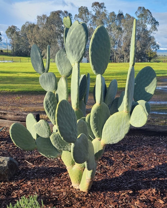 Buy XL Spineless Prickly Pear Cactus Paddle Cutting - Nopales Variety  Online in India - Etsy