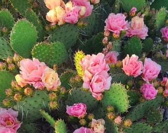 Opuntia Desert Skies | Rare Flowering Prickly Pear Cactus | Sunset Blooms | Multi-Colored Flowers | Live Pad Cutting | Free Shipping
