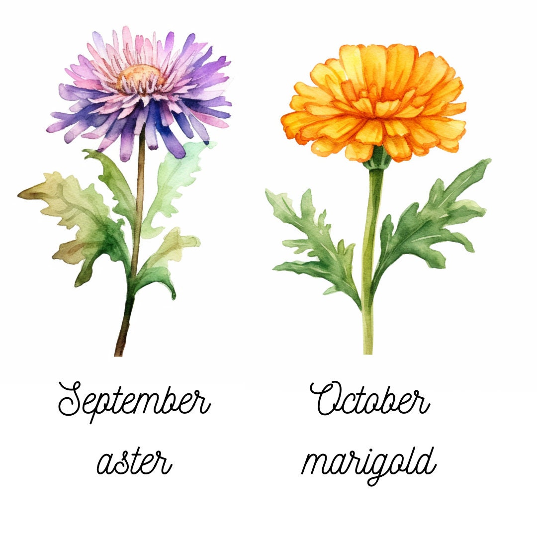 Watercolor Birth Month Flowers Clipart Bundle Set of 12 PNG Files for