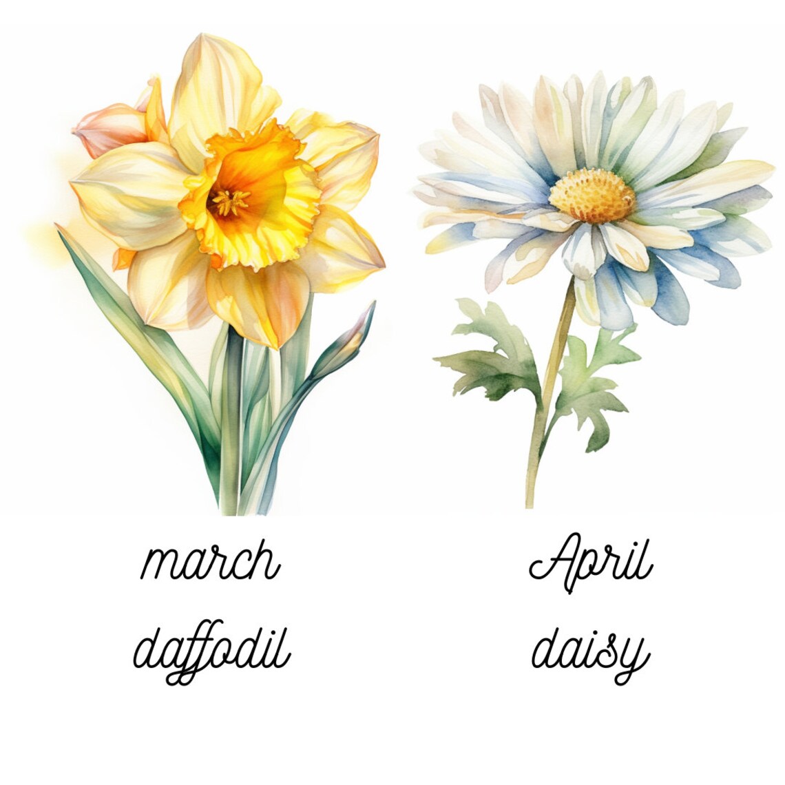 Watercolor Birth Month Flowers Clipart Bundle Set of 12 PNG Files for