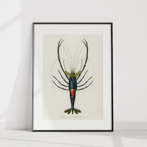 Crimson Crawfish Illustration by Charles Dessalines D&#39; Orbigny Giclee Print Vintage Wall Decor Sea Life Print Ocean Wall Art Lobster Decor