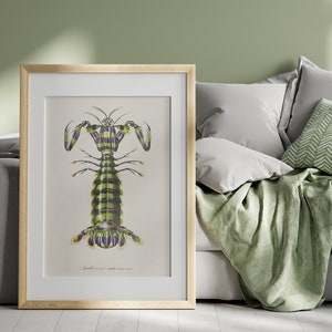 Giant Mantis Shrimp by Charles Dessalines D&#39; Orbigny Giclee Print Shrimp Wall Decor Sea Life Print Ocean Wall Art Kitchen Decor