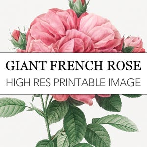 Rose Botanical Digital Print // Redoute Plant Series // Flower Wall Art // Giant French Rose Pierre-Joseph Redoute Vintage Illustration Set