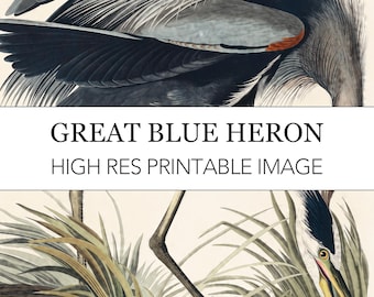 Heron Digital Print // Audubon Printable Image Download // John James Audubon Great Blue Heron Vintage Wildlife Print // Bird Wall Art