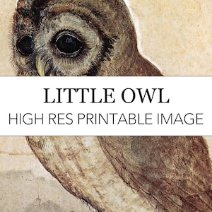 Little Owl Durer Print // Albrecht Durer Digital Download // Little Owl Watercolor Painting as Digital Print // Little Owl Albrecht Durer