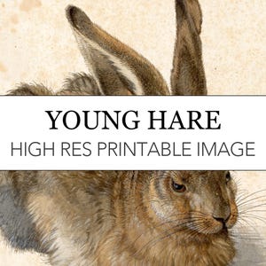 Young Hare Durer Digital Print // Albrecht Durer High Res Printable Download // Young Hare Rabbit Animal Art // Renaissance Drawing Art