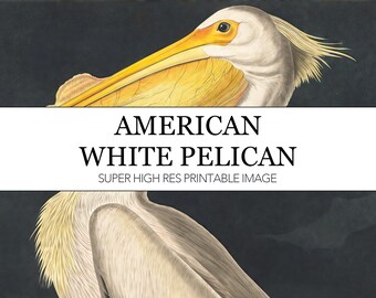 Audubon American White Pelican Print: Vintage Bird Illustration (Digital Download