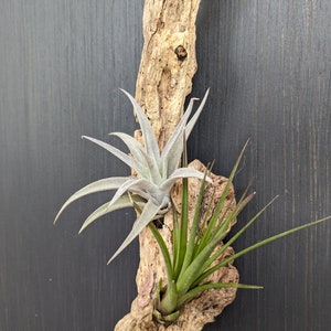 Small Driftwood Wall Hanging w/ 3 Live AirPlants