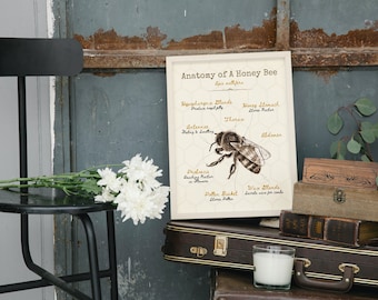 May include: A vintage style illustration of a honey bee with labeled anatomical parts, including the antennae, thorax, abdomen, proboscis, pollen basket, and wax glands. The illustration is on a white background with a brown frame.