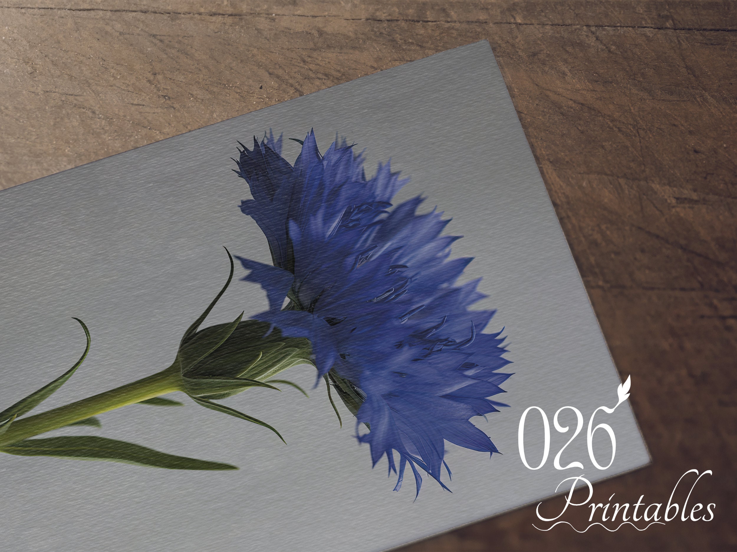 Cornflower Printable Wall Art, Cornflower Print, Blue Floral Art ...