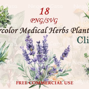 Clipart de aquarela de ervas medicinais botânicas – Plantas medicinais PNG, download de arte com ervas