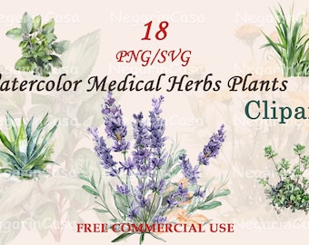 Botanical Medical Herbs Watercolor Clipart – Healing Plants PNG, Herbal Art Download