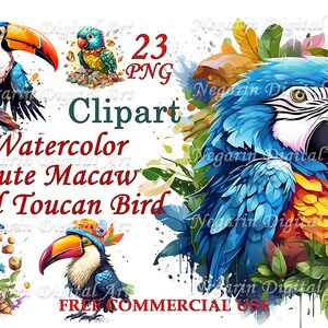 Clipart de Pássaro Tropical – Conjunto PNG de Arara e Tucano, Arte de Férias de Verão