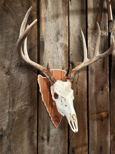 European Deer Skull Mount Plaque - Golden Oak Finish With Hanger