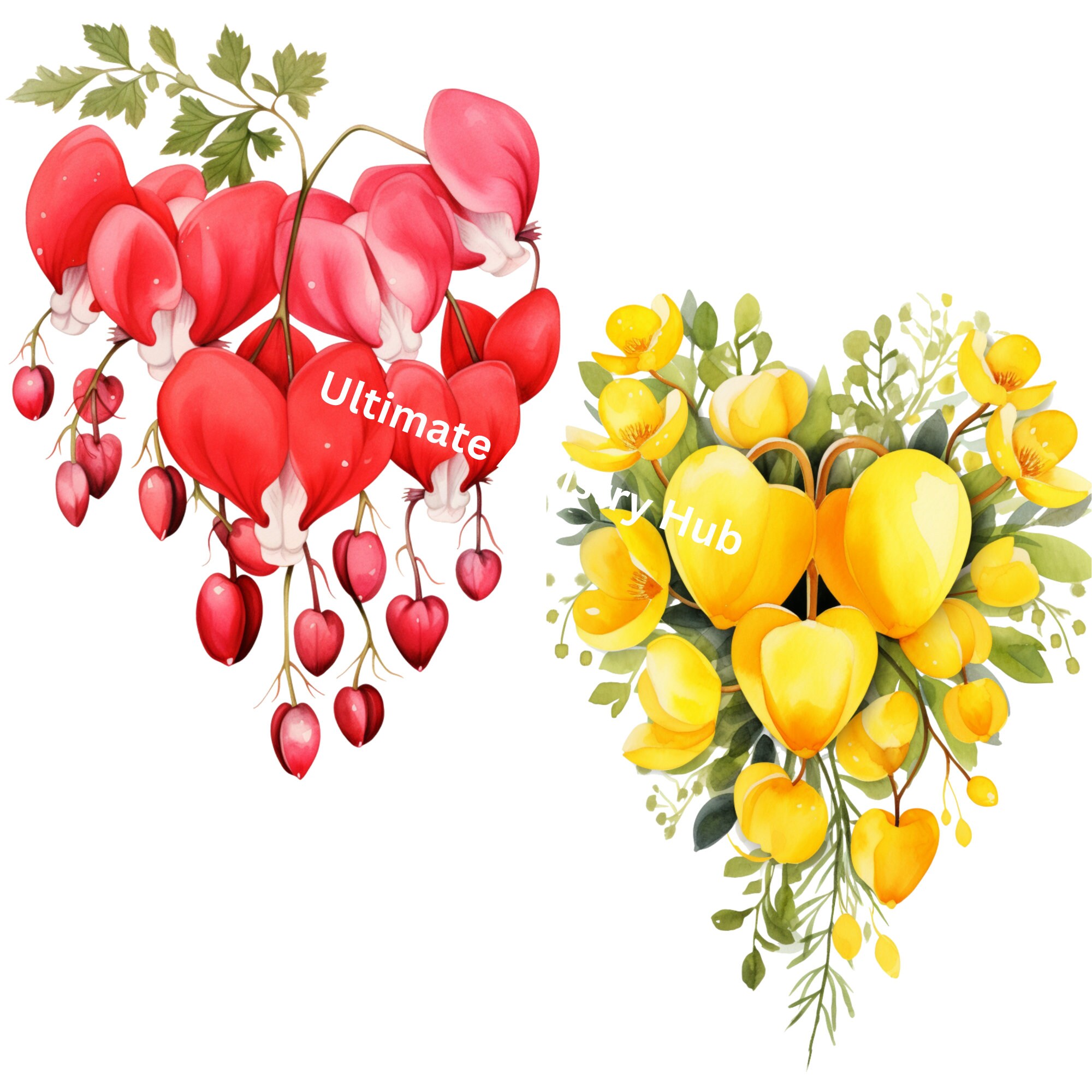 Bleeding Yellow Bleeding Heart Clipart, Watercolor Floral PNG, Commercial Use (digital ...