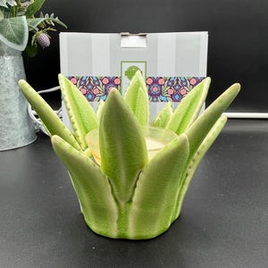 anthurium magnificum x besseae Anthurium Besseae x Magnificum main image 0