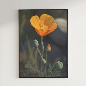 California Poppy (Eschscholzia Californica) [Instant Download Floral Print, Digital Art for Home Decor, Large JPG Files]
