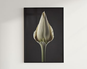 Corpse Flower (Amorphophallus Titanum) [Instant Download Floral Print, Digital Art for Home Decor, Large JPG Files]