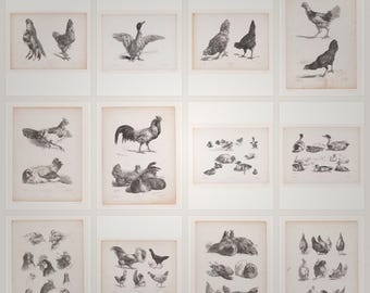 Studies of birds