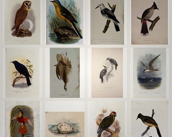 Lithography collection