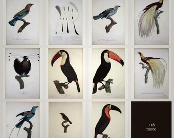Exotic Bird Art Le Vailliants Prints