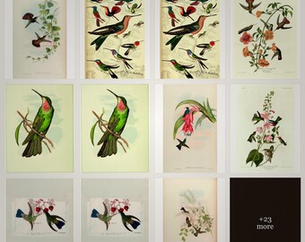 Vintage hummingbirds