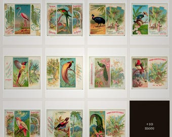 Tropical Bird Illustrations Sigarette Cards