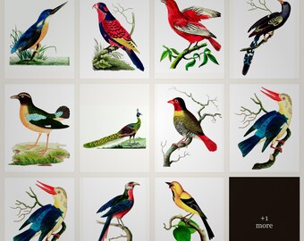 Bird Naturalist Prints