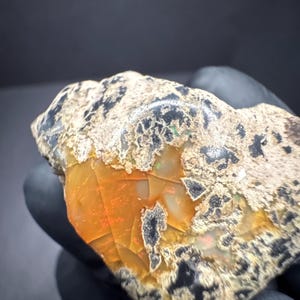 May include: Close-up of a rough opal gemstone. The stone features a vibrant orange and yellow core with a cracked pattern, surrounded by a beige and black speckled exterior. The opal is held by a gloved hand.