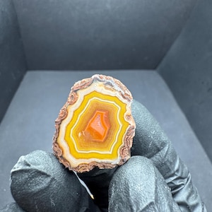 May include: A polished agate stone slice with concentric bands of yellow, orange, and white. The stone has a rough, brown outer edge and a central orange core. The agate is held in a gloved hand against a dark background.