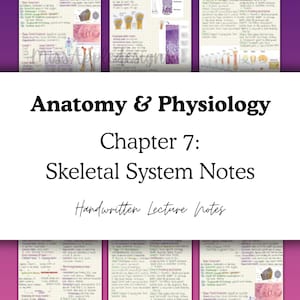 Könnte beinhalten: Handschriftliche Anatomie- und Physiologie-Notizen zum Skelettsystem. Das Bild zeigt detaillierte Notizen mit Diagrammen und Text, die Knochenwachstum und die Epiphysialplatte behandeln. Der Titel "Chapter 7: Skeletal System Notes" ist sichtbar.