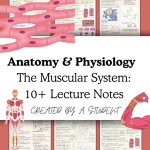 Anatomy & Physiology 1 The Muscular System