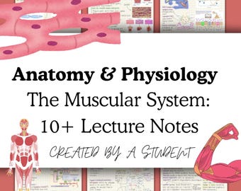 Anatomy & Physiology 1 The Muscular System