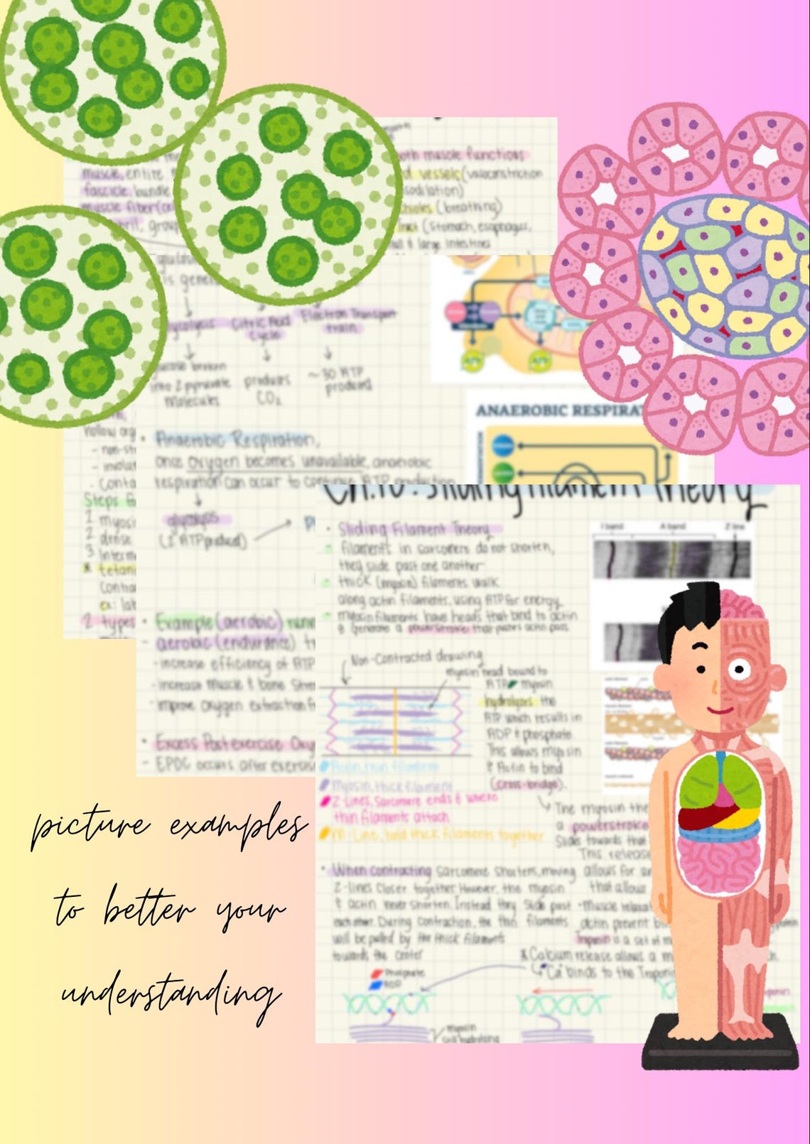 Anatomy & Physiology 1 Ultimate Final Exam Study Guide - Etsy
