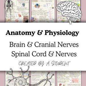 Anatomy & Physiology 1 Brain and Cranial Nerves, Spinal Cord and Nerves