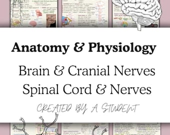Anatomy & Physiology Notes, Brain, Spinal Cord (Digital Download)