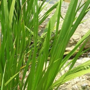 Może przedstawiać: Zbliżenie na jasnozielone, długie, smukłe liście o żebrowanej fakturze. Liście są gęsto upakowane, tworząc bujną, naturalną scenerię. Tło przedstawia skały i przebłysk ogrodzenia, sugerując środowisko zewnętrzne.