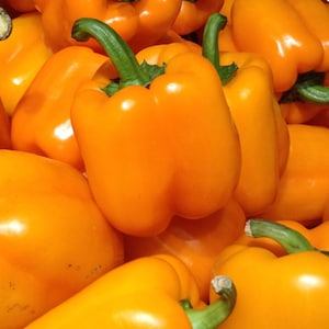 Golden California Wonder Sweet Bell Pepper Seeds - Open-Pollinated - Non GMO - Bell Pepper Plants - Yellow Peppers - Vegetable Seeds Canada